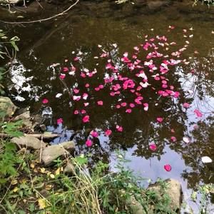 Meet your Posher, Deb